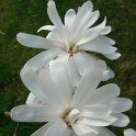 Magnolia stellata 'Royal Star'